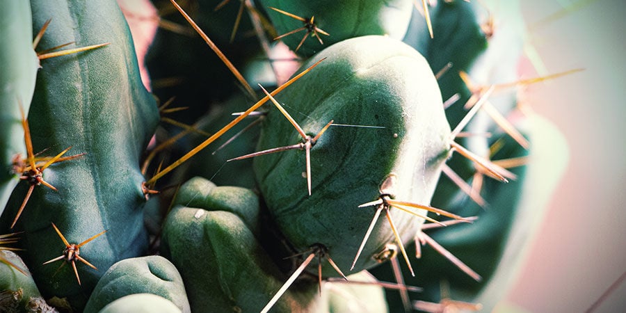 Torche Bolivienne (Echinopsis lageniformis)