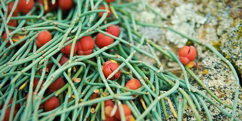 Ma Huang (Ephedra sinica)