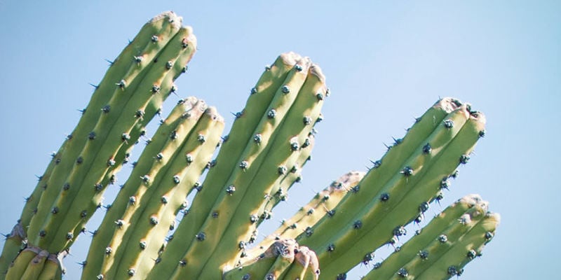 Torche Péruvienne (Echinopsis peruviana)