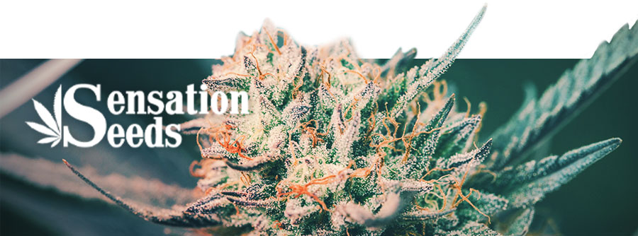 Information Sur Sensation Seeds Information Sur Sensation Seeds