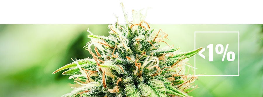 À propos des variétés de cannabis faibles en THC (moins de 1 %)