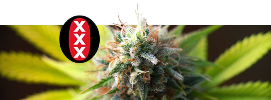 Informations Sur Serious Seeds Informations Sur Serious Seeds