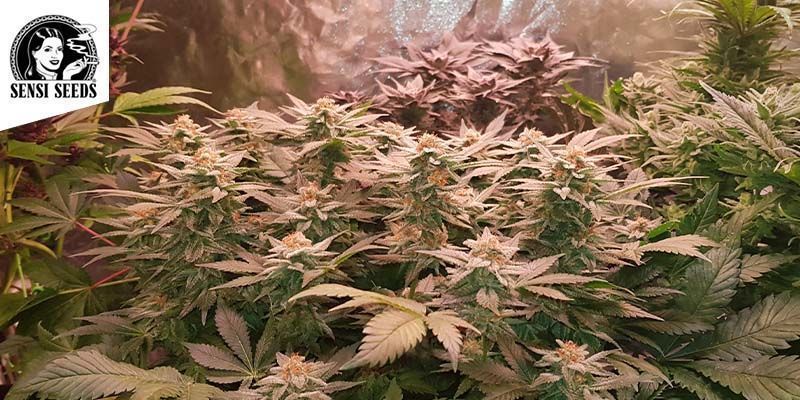 Early Skunk (Sensi Seeds)