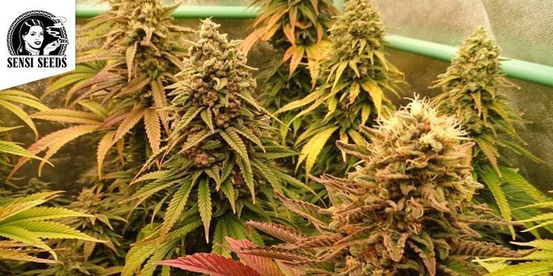 Big Bud (Sensi Seeds)