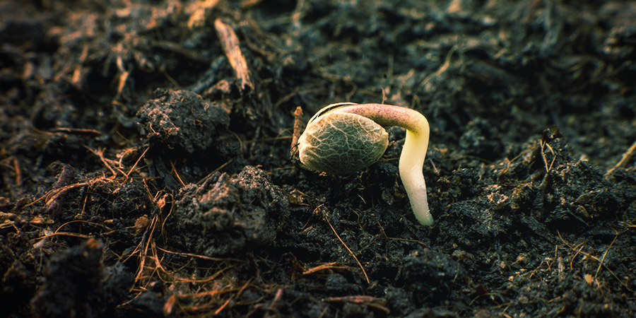 Germer Les Graines De Sensi Seeds Germer les Graines de Sensi Seeds