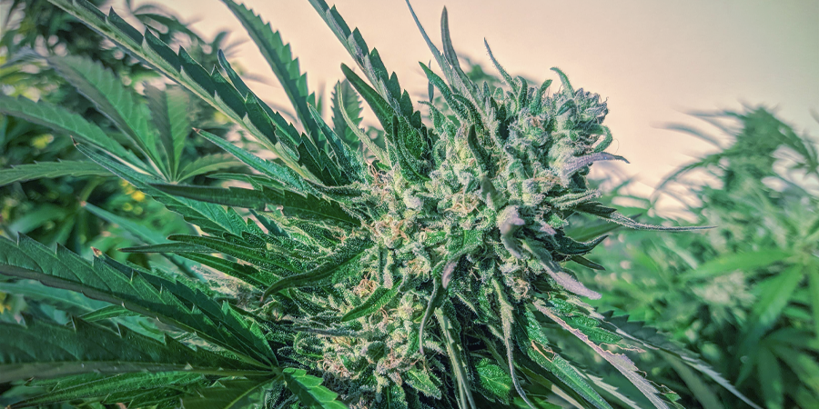 Les Meilleures Graines À Autofloraison De Sensi Seeds Les Meilleures Graines À Autofloraison De Sensi Seeds