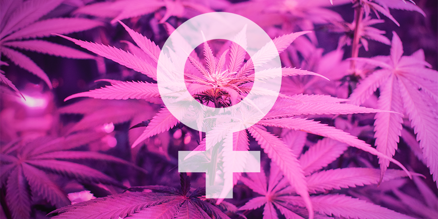Quelles Sont Les Meilleures Graines Féminisées De Sensi Seeds ? Quelles Sont Les Meilleures Graines Féminisées de Sensi Seeds ?