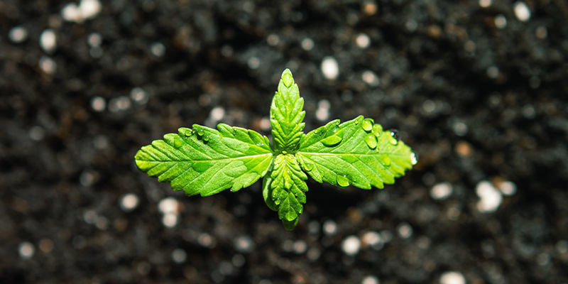 Plants De Cannabis À Autofloraison