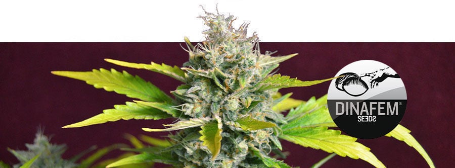 Informations Sur Dinafem Informations Sur Dinafem