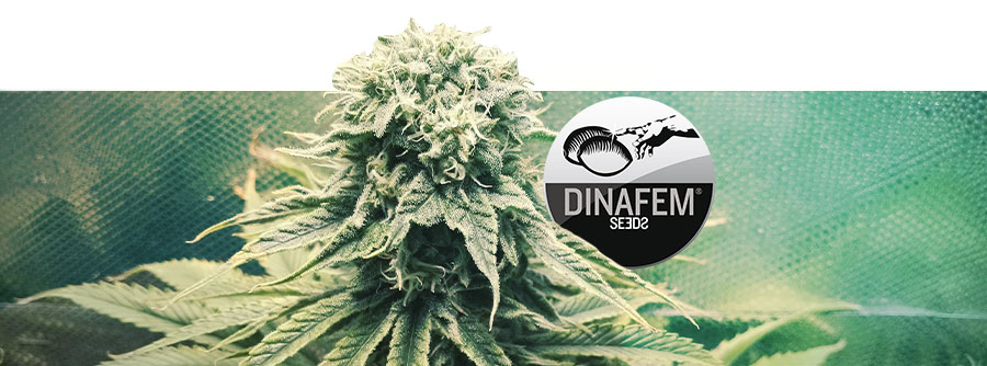 Informations Sur Dinafem Informations Sur Dinafem
