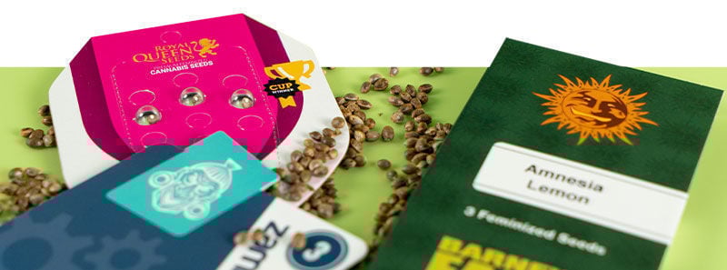 À propos des variétés Amnesia À propos des variétés Amnesia