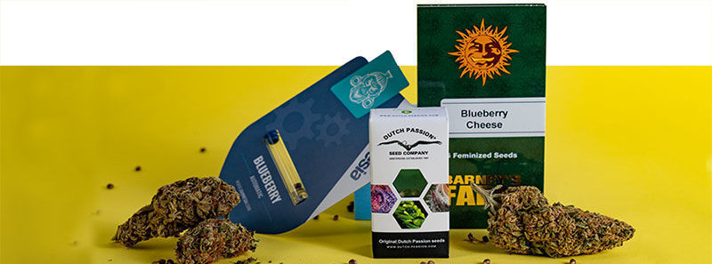 À propos des variétés Blueberry À propos des variétés Blueberry