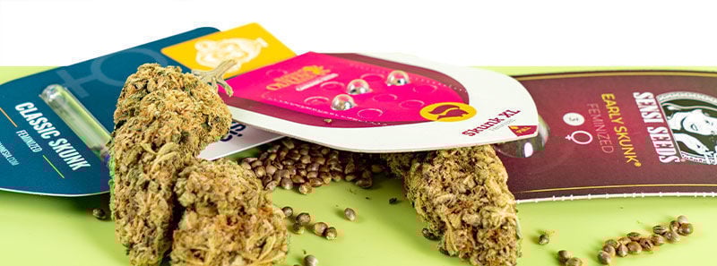 À propos des variétés Skunk À propos des variétés Skunk