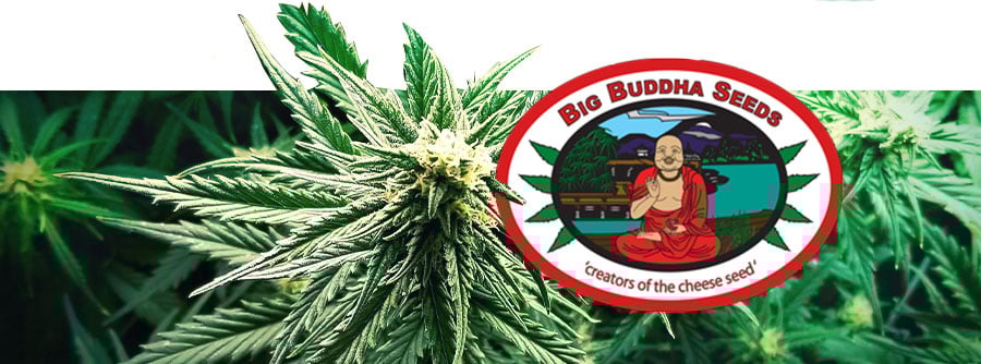 Big Buddha Seeds Logo Big Buddha Seeds Logo