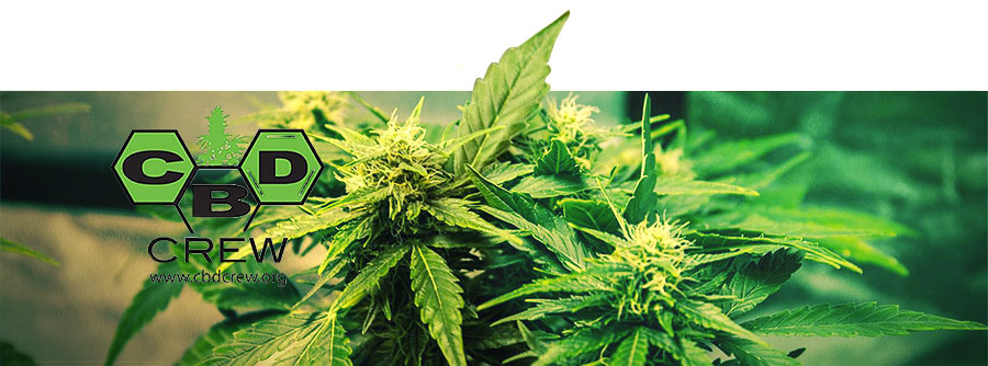 Informations sur CBD Crew Informations sur CBD Crew