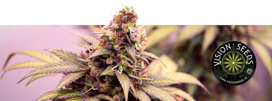 Information Sur Vision Seeds Information Sur Vision Seeds