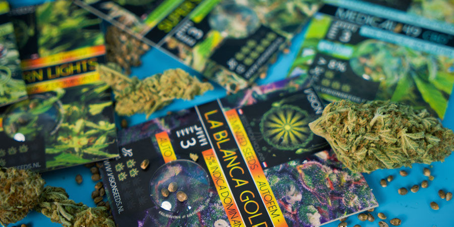 Les Graines De Cannabis Les Plus Populaires De Vision Seeds Les Graines De Cannabis Les Plus Populaires De Vision Seeds