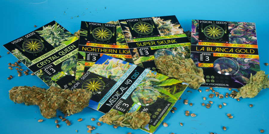 L’histoire Derrière Vision Seeds L’histoire Derrière Vision Seeds