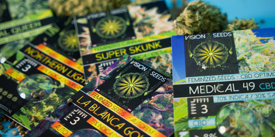 Vision Seeds : Existe Uniquement En Graines Féminisées Vision Seeds : Existe Uniquement En Graines Féminisées