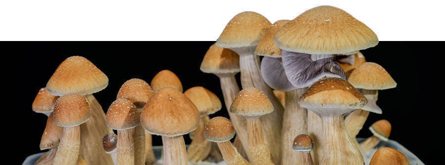 Acheter en ligne des kits de culture de champignons magiques