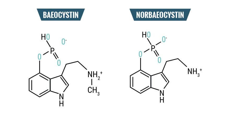 Béocystine & Norbéocystine