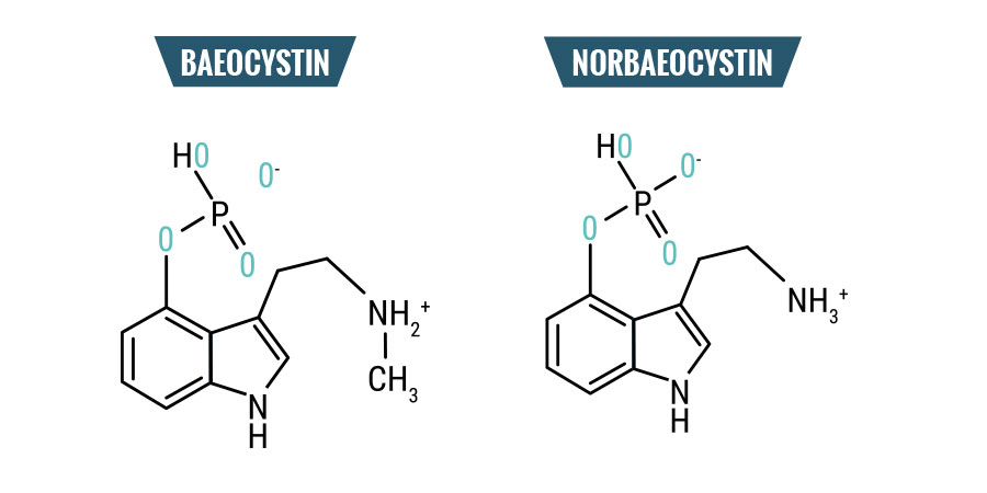 Baéocystine et Norbaéocystine