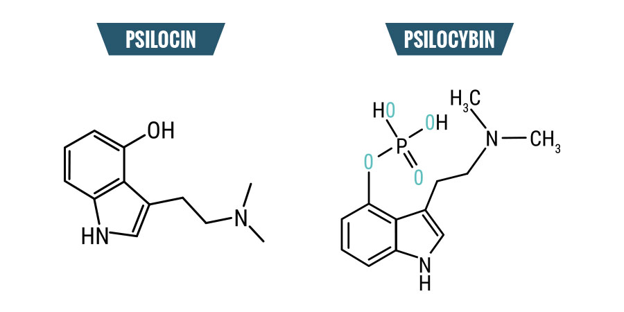 Psilocybine et Psilocine