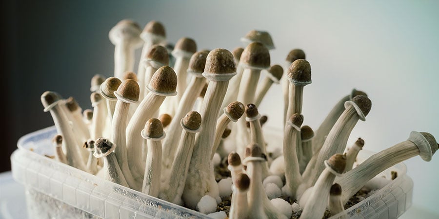 Supa Gro Champignons Magique Supa Gro champignons magique