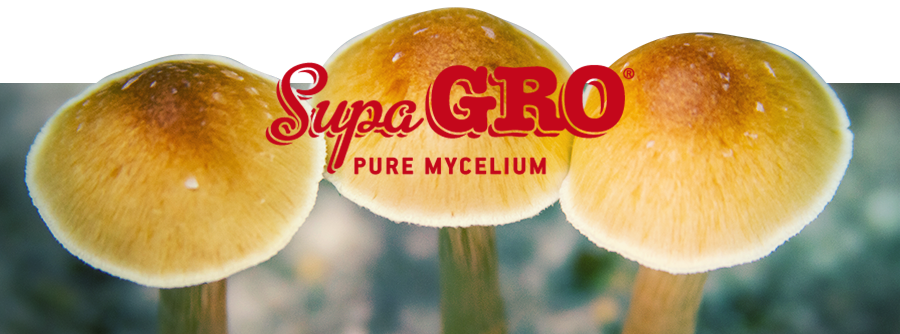Kits de Culture de Champignons Magiques Supa Gro Kits de Culture de Champignons Magiques Supa Gro