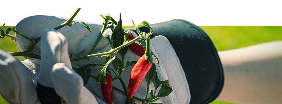 Information Sur Les Graines De Piments Information Sur Les Graines De Piments