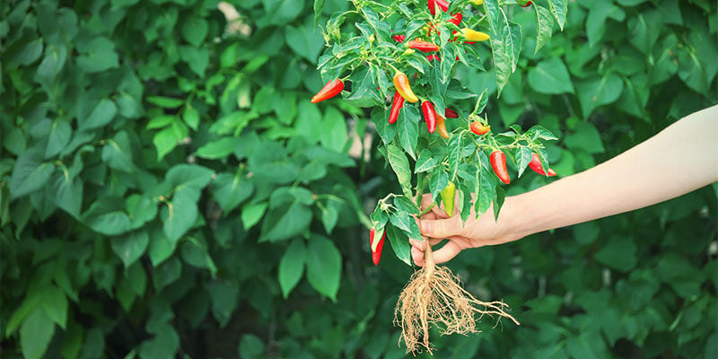 Cultiver Des Piments - Comment Et Quand Transplanter Vos Plantules De Piments