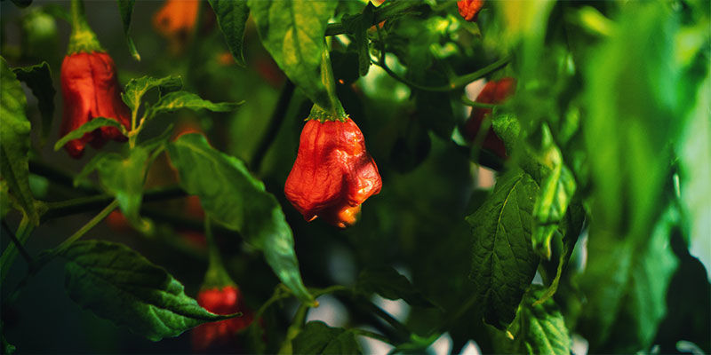 Mettez Du Piment Dans Votre Vie Et Cultivez Vos Propres Plants Mettez Du Piment Dans Votre Vie Et Cultivez Vos Propres Plants