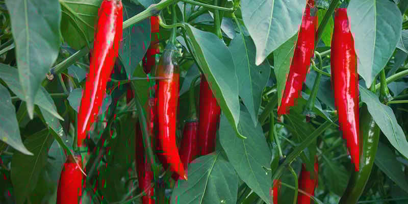 Quand Récolter Les Piments ? Cultiver Des Piments - Quand Récolter Les Piments ?