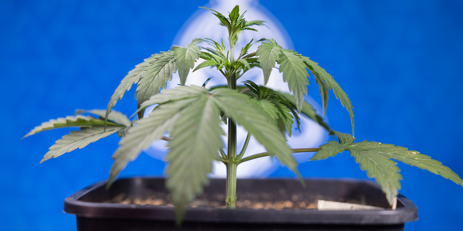 Comment réaliser le LST sur des autofloraisons (étape par étape)