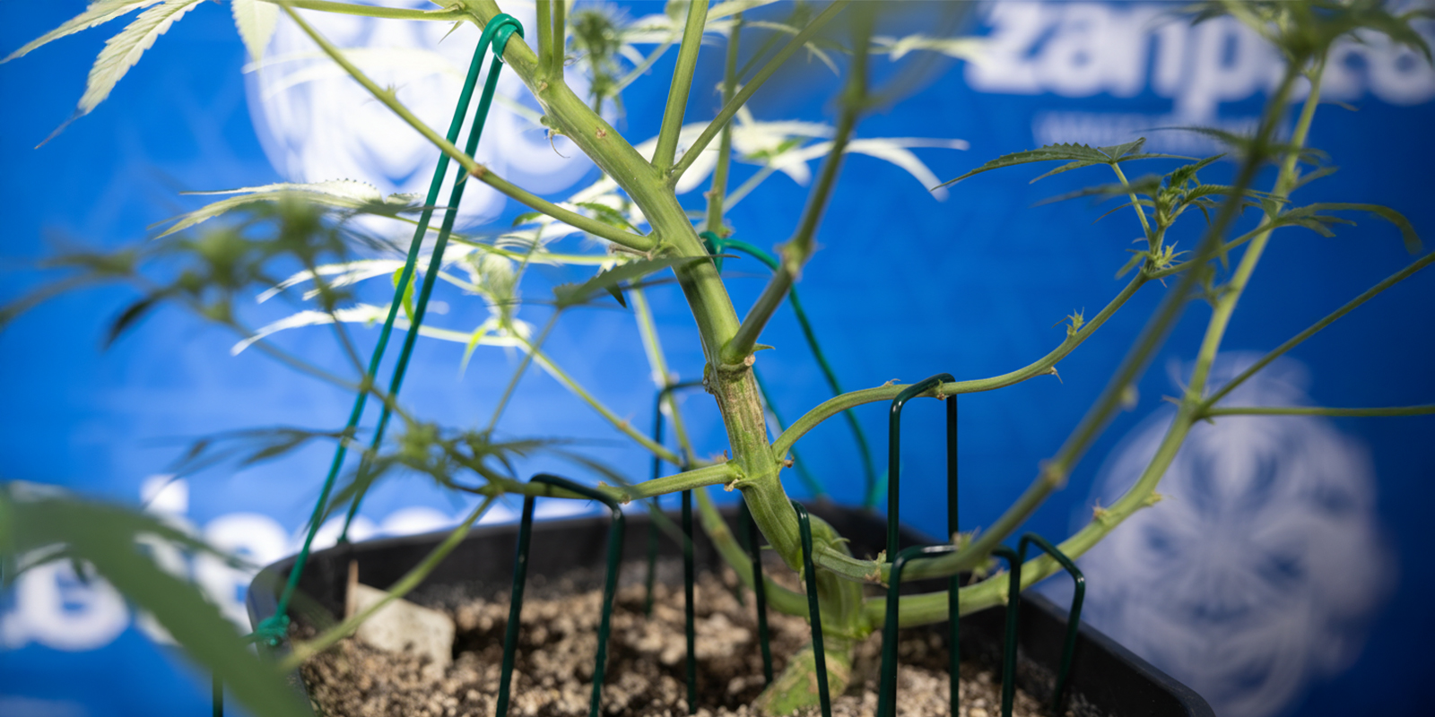 Comment réaliser le LST sur des autofloraisons (étape par étape)