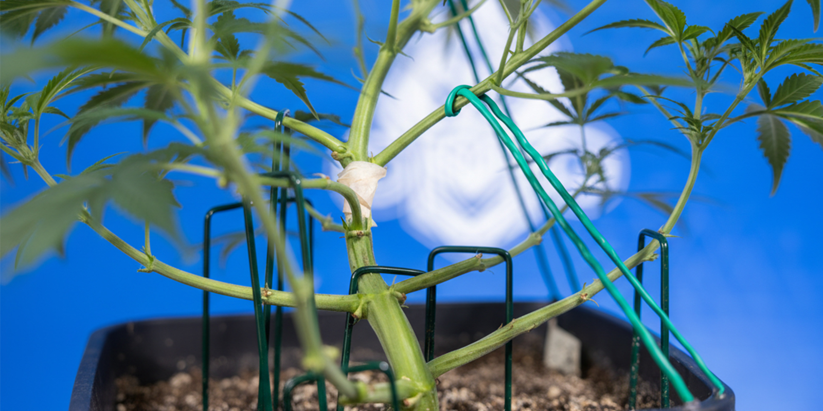 Comment réaliser le LST sur des autofloraisons (étape par étape)