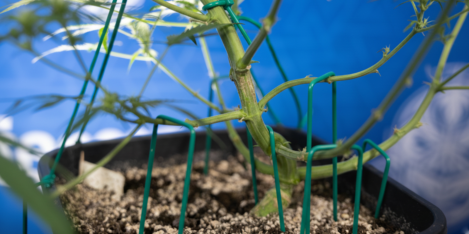 Comment réaliser le LST sur des autofloraisons (étape par étape)