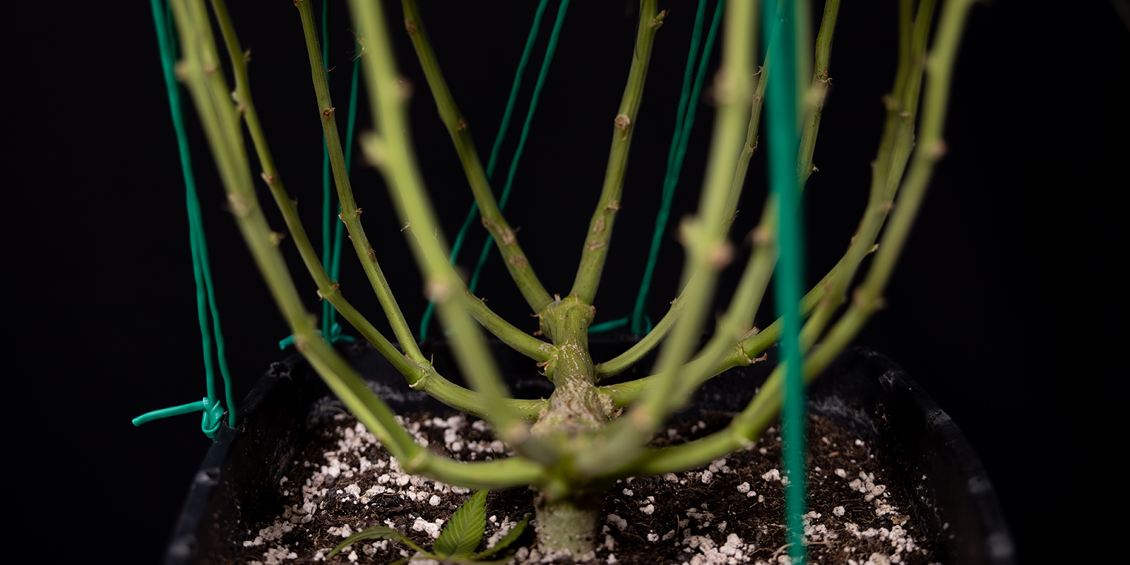 LST : le secret d&rsquo;autofloraisons heureuses et en bonne sant&eacute; ?