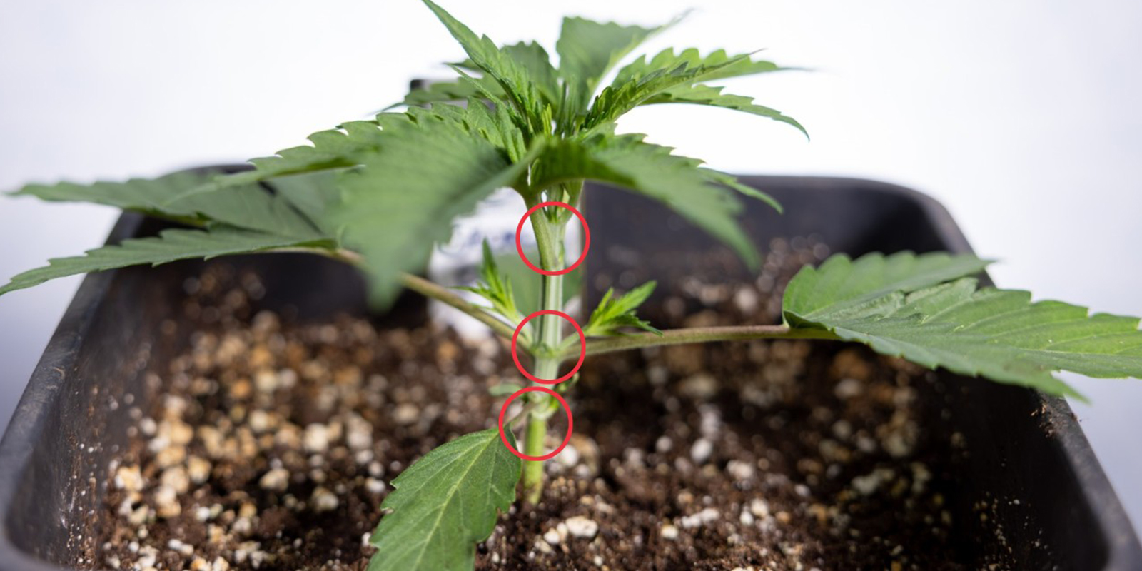 Quand commencer le LST sur des autofloraisons ?