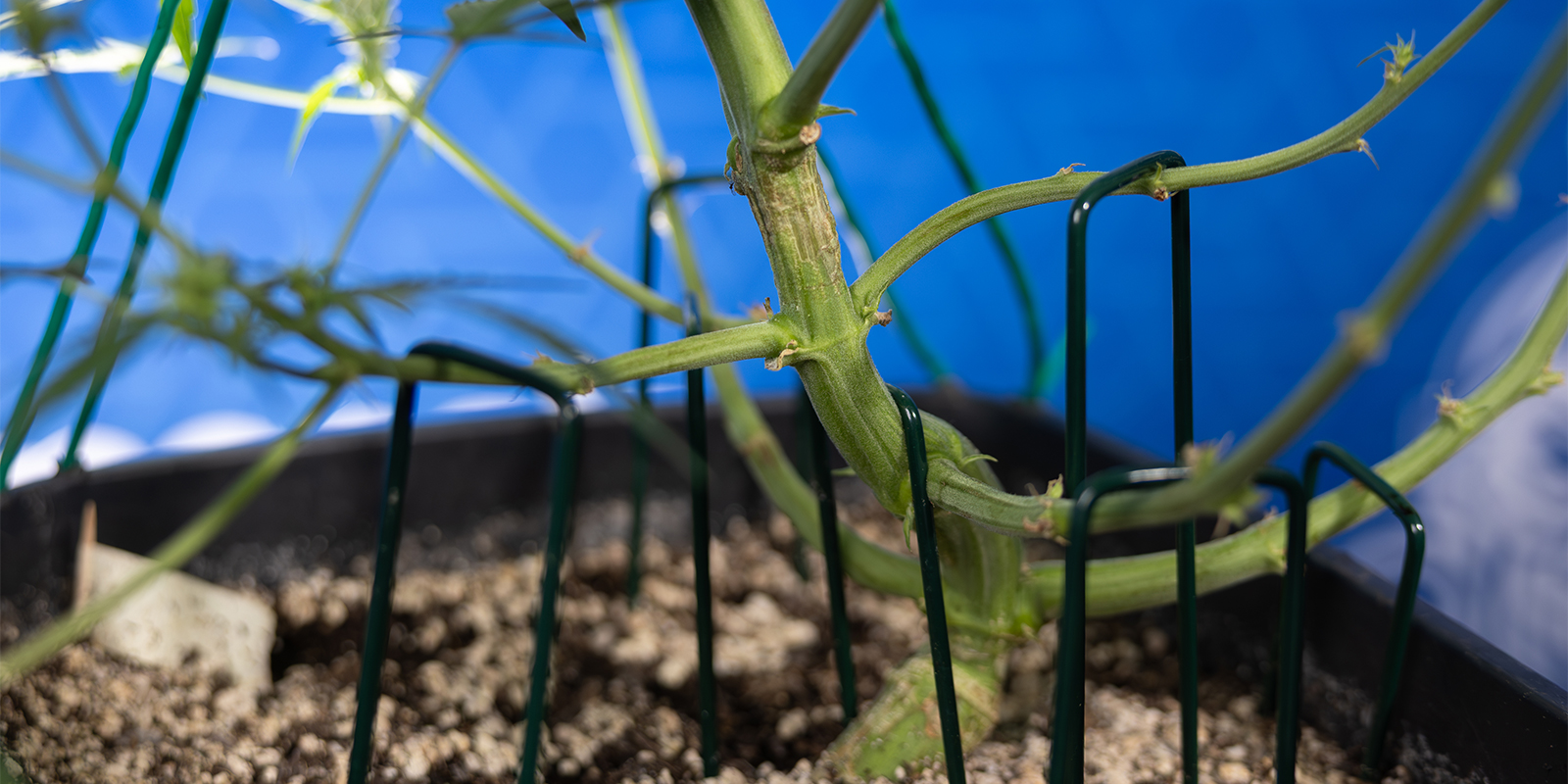 Le LST est-il adapt&eacute; aux autofloraisons ?