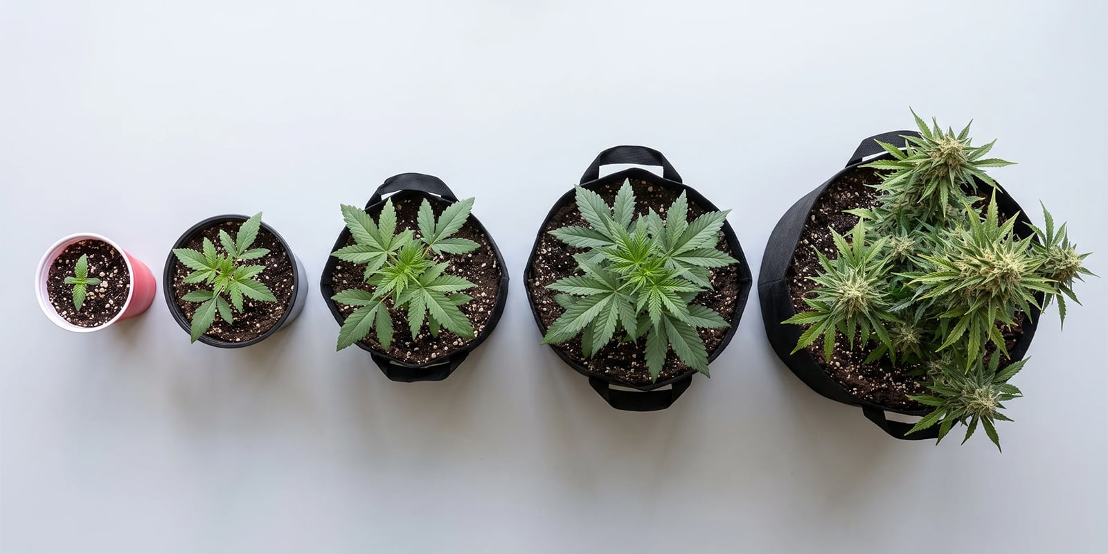 Choisir la bonne taille de pot