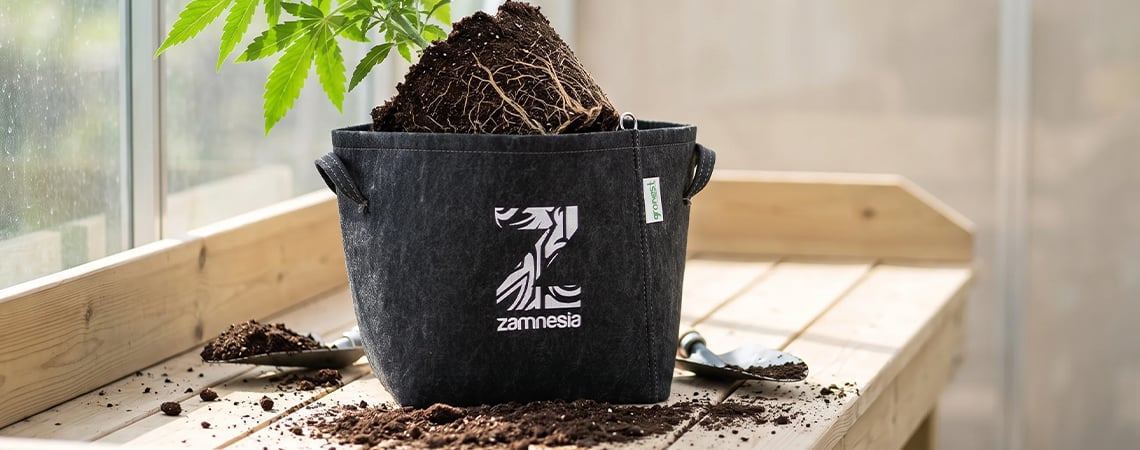 Quand et comment rempoter le cannabis (guide complet)
