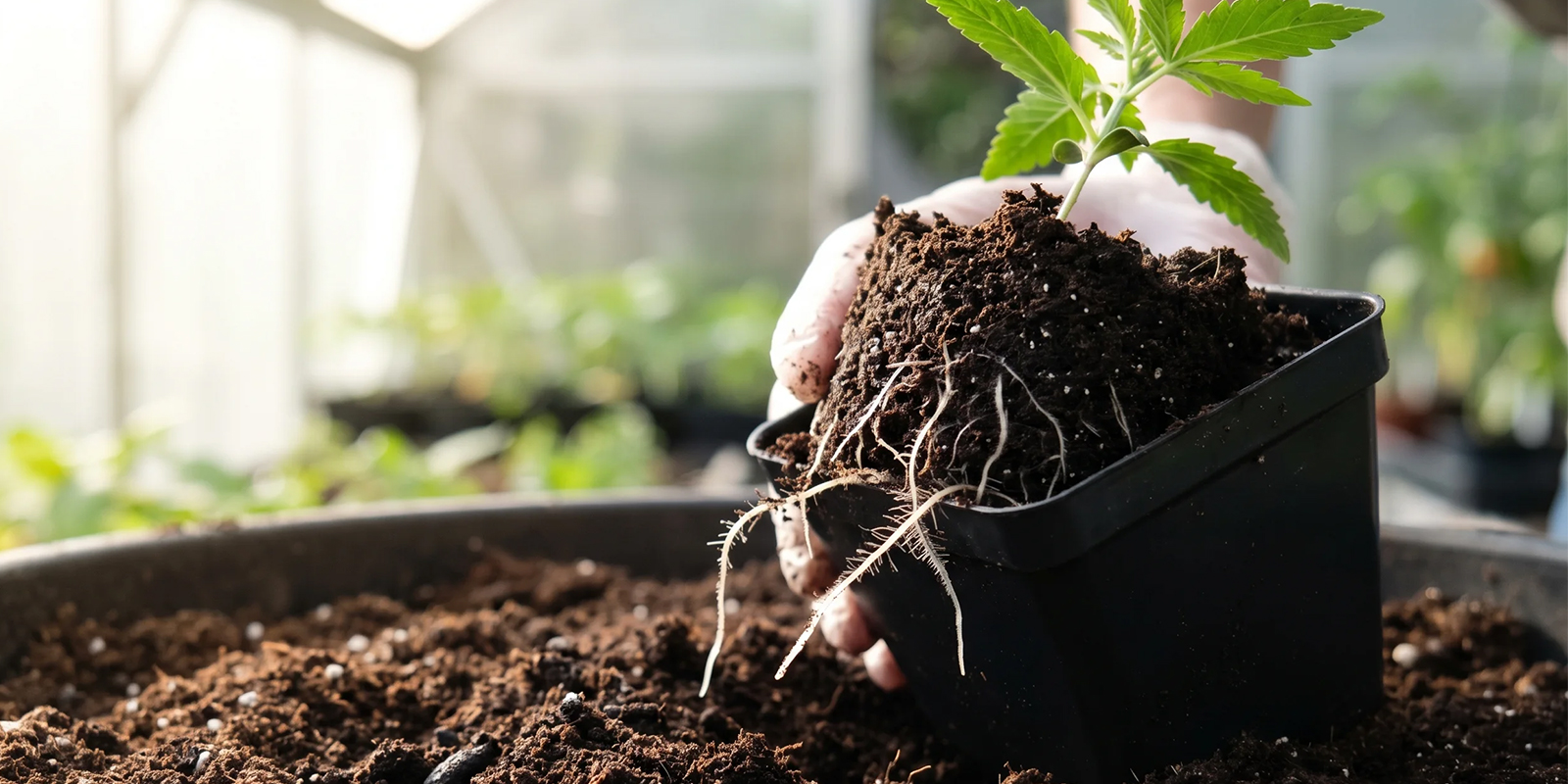 Pourquoi rempoter le cannabis ?