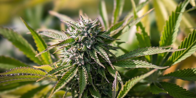 Assurer une croissance rapide de vos plants de cannabis