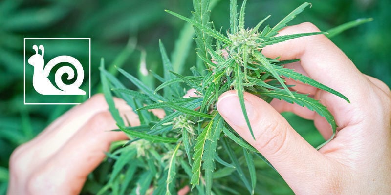 Croissance Lente Du Cannabis : Causes Et Solutions