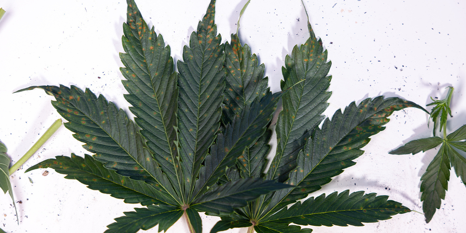 Causes des taches brunes sur les feuilles de cannabis