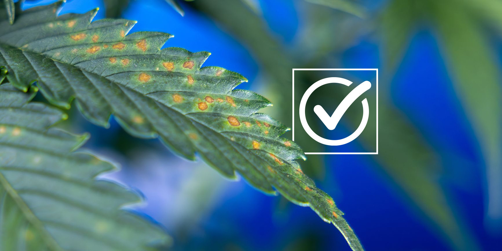Checklist des diagnostics