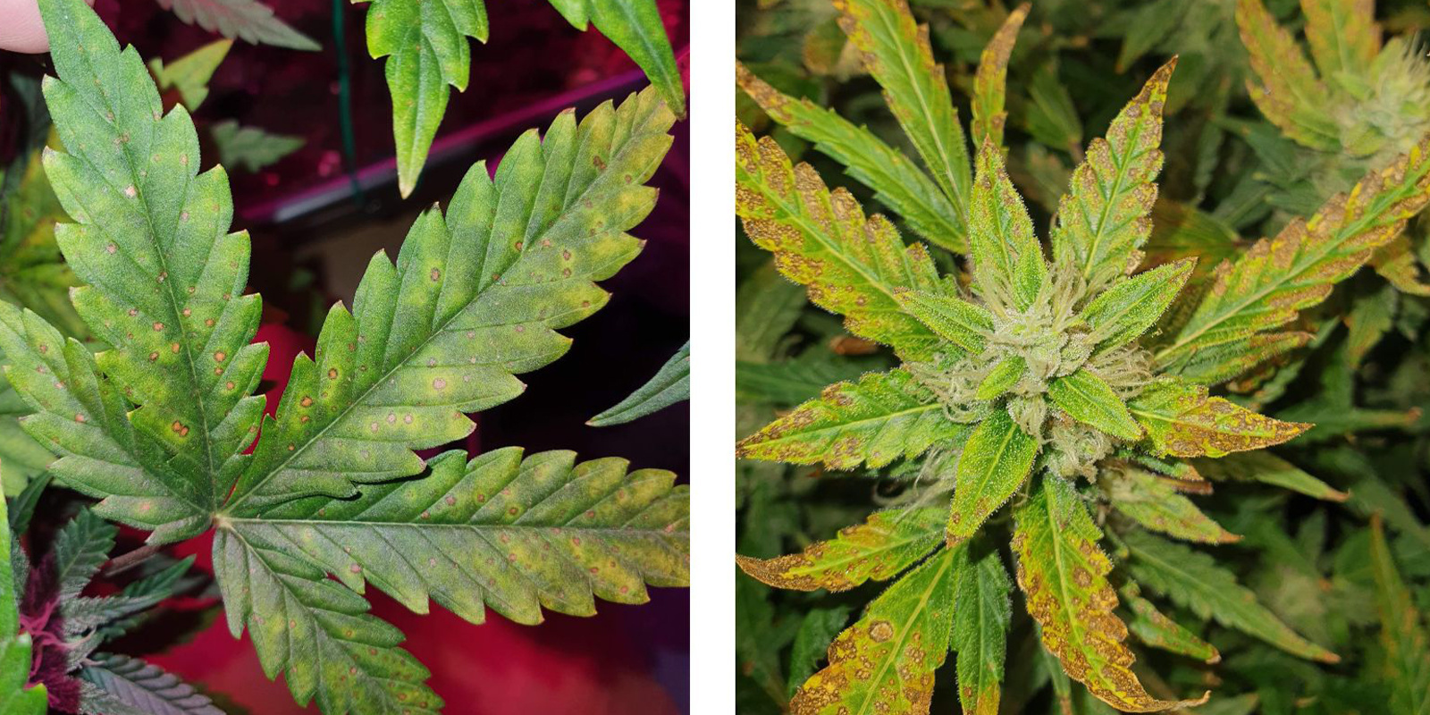 Feuilles nourricières vs feuilles résineuses