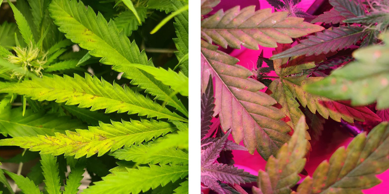 Signes sur la partie supérieure vs inférieure de la plante