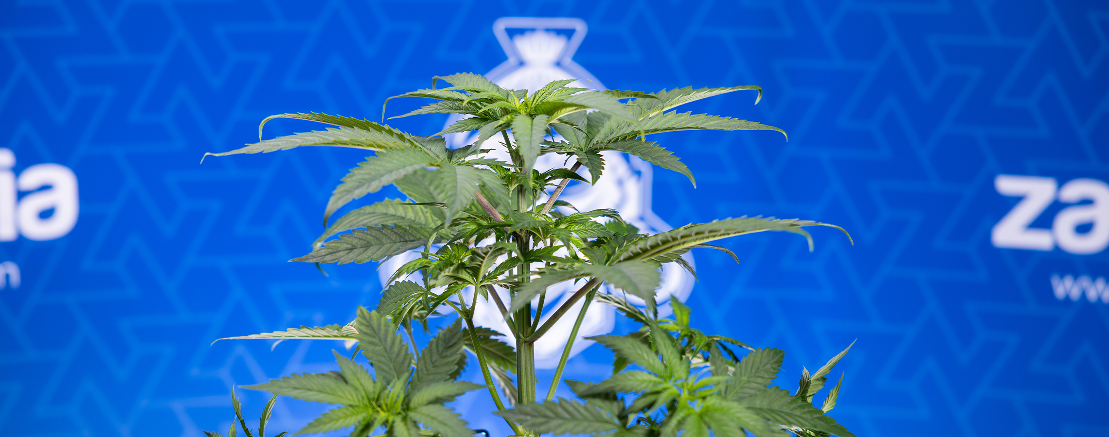 Pourquoi mes feuilles de cannabis s’enroulent vers le bas ?